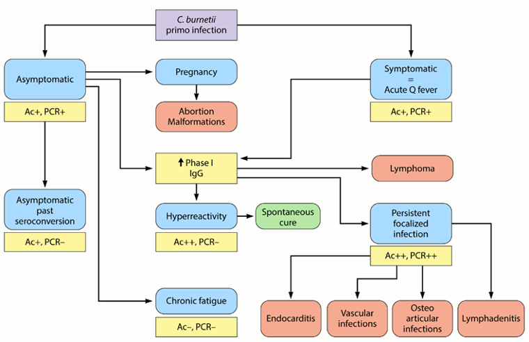 Coxiella burnetii infection - Diagnosis Approach | BMJ Best Practice US