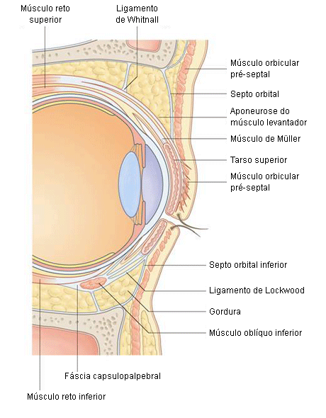 Celulites orbital e pré-septal - Distúrbios oftalmológicos - Manuais MSD  edição para profissionais