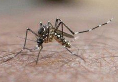 Dengue fever images