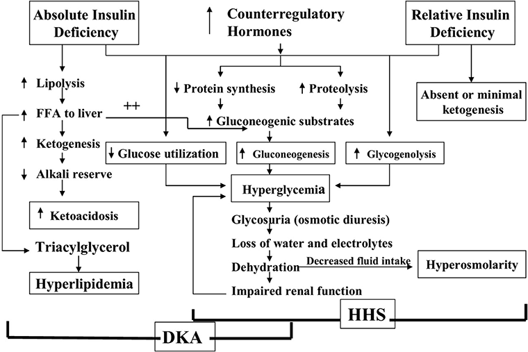 Pathogenesis of DKA and HHS; triggers include stress, infection, and insufficient insulin. FFA: free fatty acid; HHS: hyperosmolar hyperglycaemic state