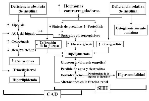 Patogênese da cetoacidose diabética (CAD) e estado hiperosmolar hiperglicêmico (EHH); os fatores desencadeantes incluem estresse, infecção e insuficiência de insulina. AGL: ácido graxo livre; SHH: estado hiperosmolar hiperglicêmico