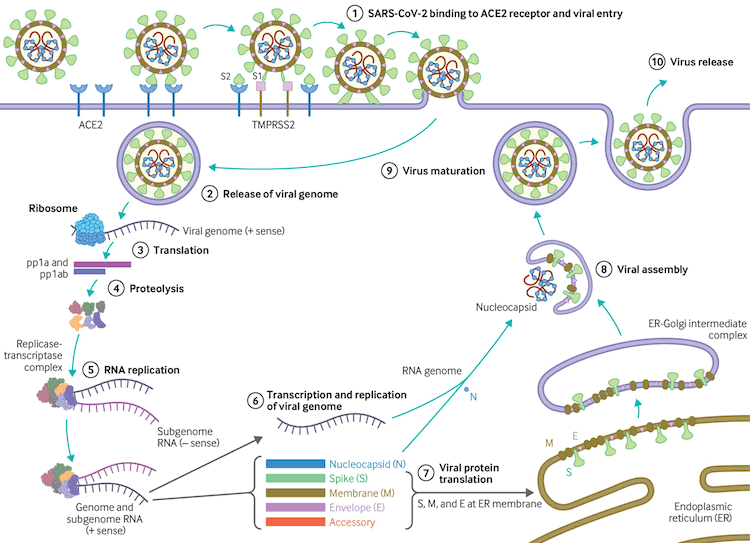 Virus replication cycle