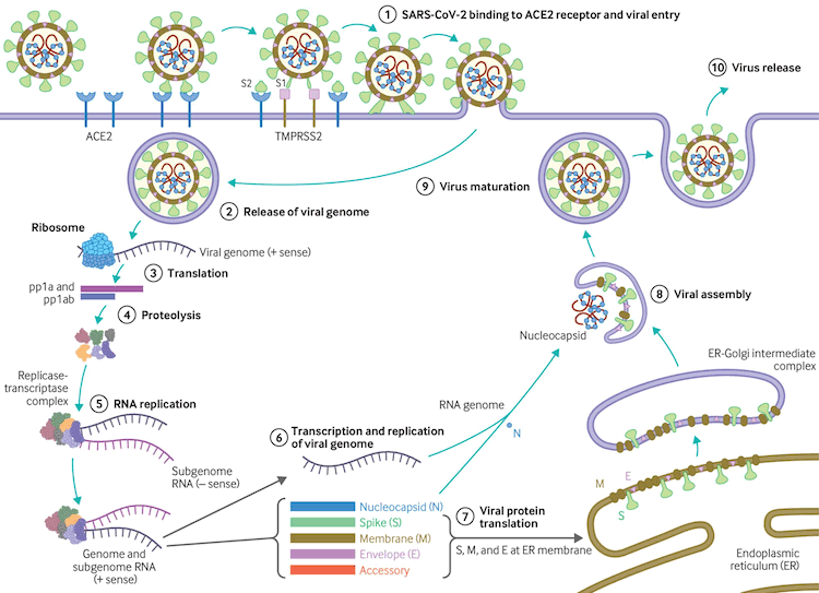 Ciclo de replicación del virus