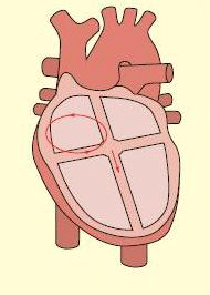 Atrial flutter typically involves a circuit in the right atrium