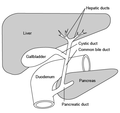 The biliary tree