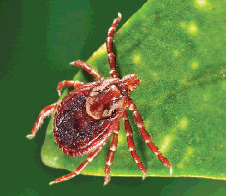 Rocky Mountain spotted fever images