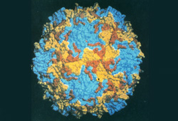 Poliovirus infection images