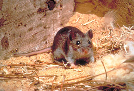 Hantavirus cardiopulmonary syndrome images