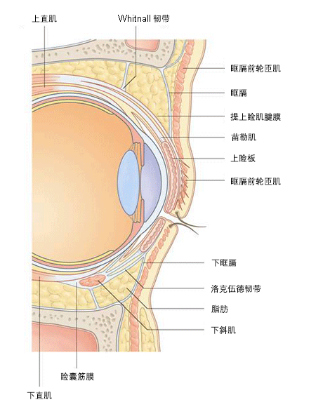 眼睑下垂评估 症状鉴别诊断 Bmj Best Practice