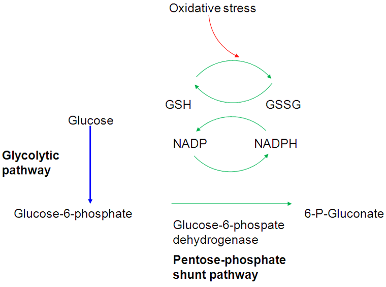Glucose6phosphate dehydrogenase deficiency Aetiology BMJ Best Practice Glucose6phosphate dehydrogenase deficiency Aetiology BMJ Best Practice